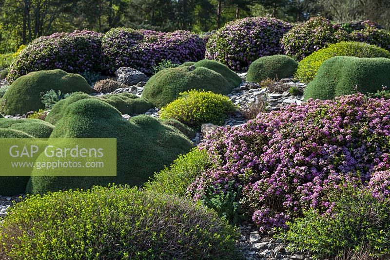 A rock garden with Alpines, April, Germany 