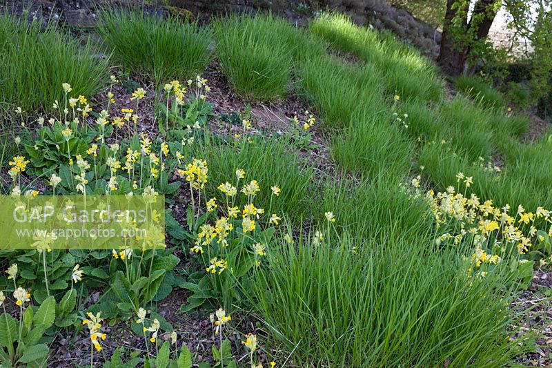 A slope planted with Primula veris and Sesleria autumnalis, April 