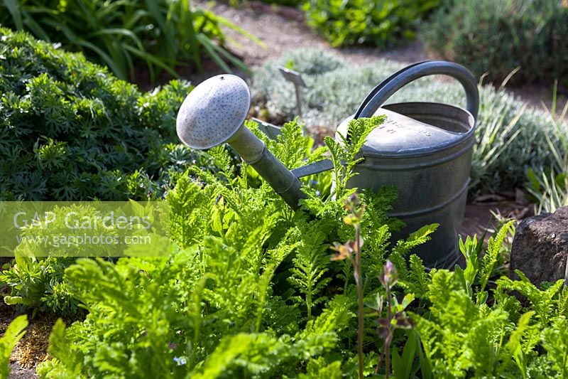 Tanacetum vulgare L. 'Crispum' with watering can, April
