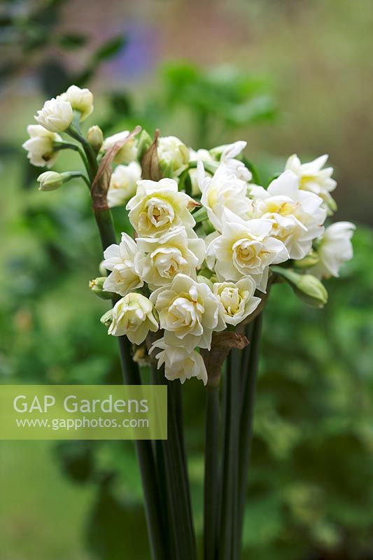 Narcissus 'Cheerfulness' - double daffodil with scented flowers