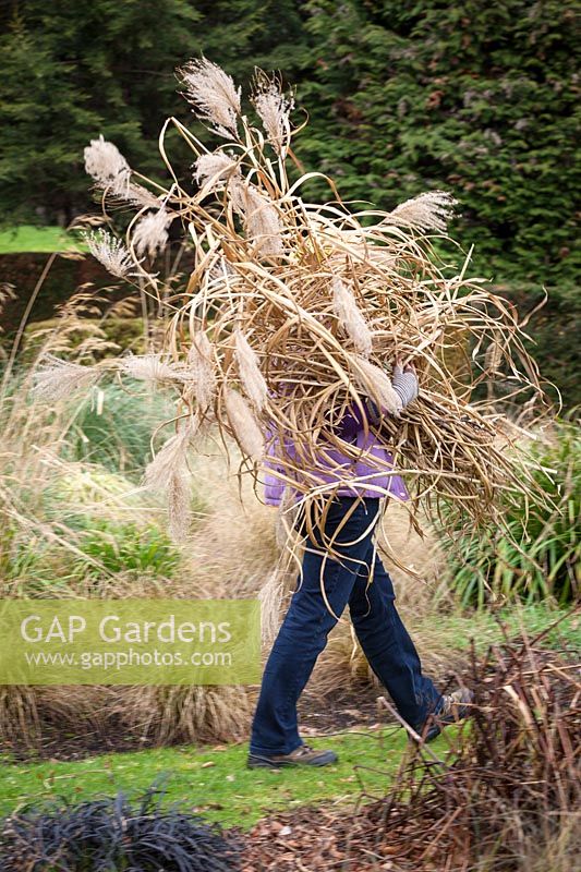 Cutting back ornamental grasses, Miscanthus, in early spring. Carrying away