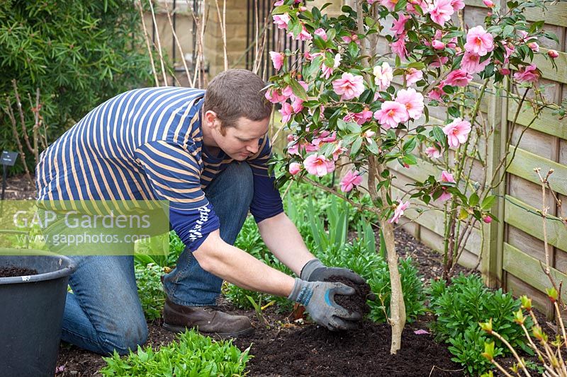 Mulching a Camellia with garden compost in spring.