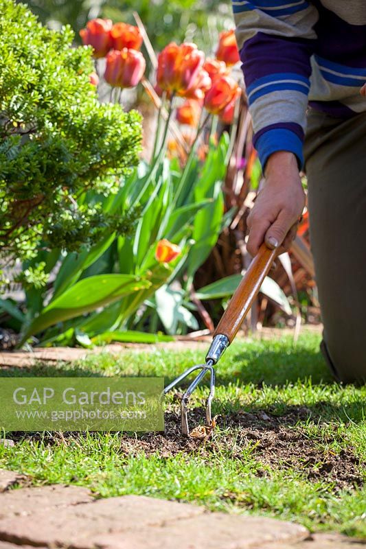 Raking over ground before sowing grass seed to fill in bare patches in the lawn
 