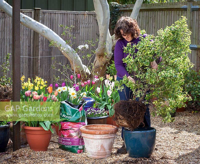 Potting up or re-planting a pot bound shrub, Pittosporum, into a container