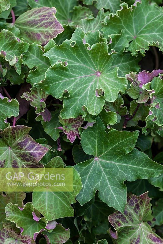  Hedera helix ' Parsley Crested' 