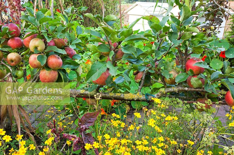 Malus domestica 'Octava' trained as a cordon underplanted with Tagetes tenuifolia 'Gnom'.