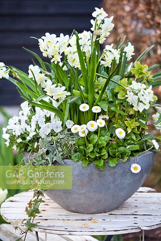 Spring container with white flowers including daffodils, variegated ivy and daisies.