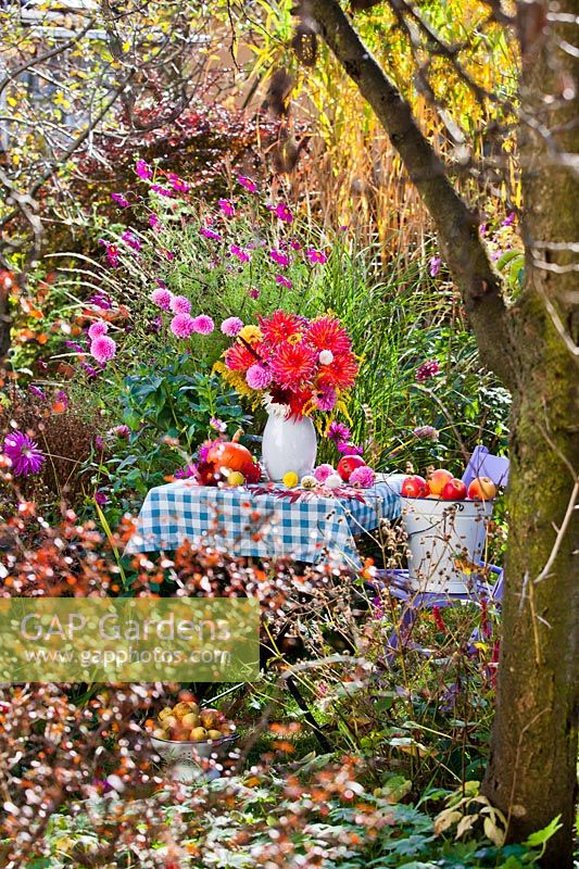 Jug of Dahlias on table with blue and white checked tablecloth under tree in autumnal garden.