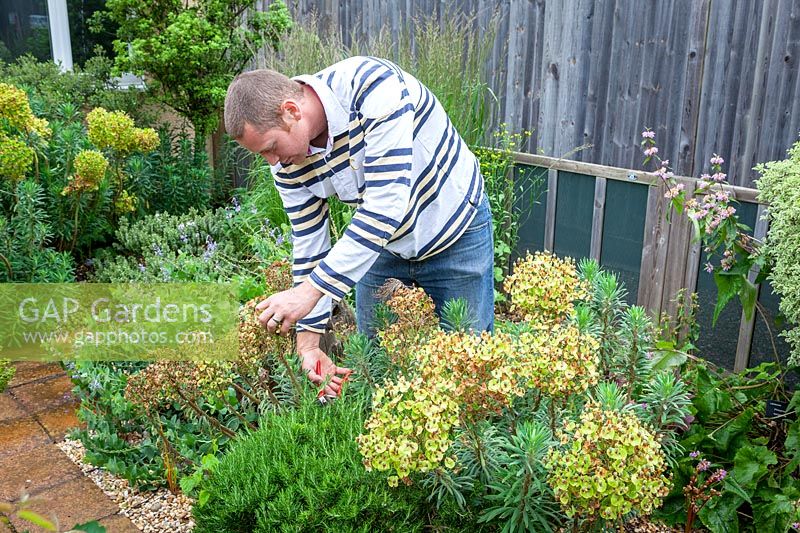 Cutting back spring flowering perennials - Euphorbia - after they have finished flowering