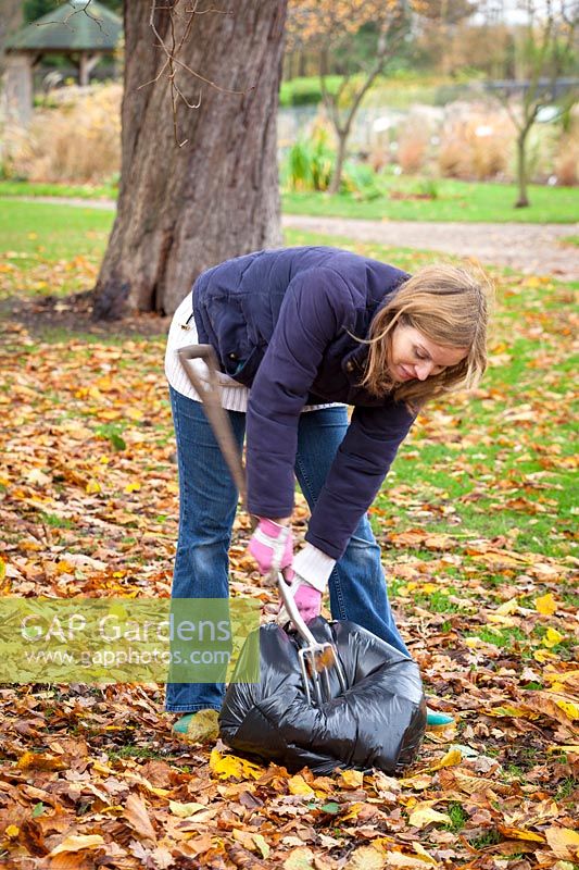 Woman piercing bin bag containing damp leaves with a fork while making leaf mould. 