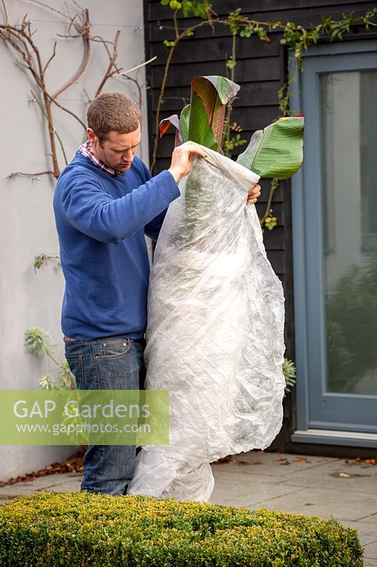 Man wrapping a tender banana plant in horticultural fleece for winter protection. Ensete ventricosum