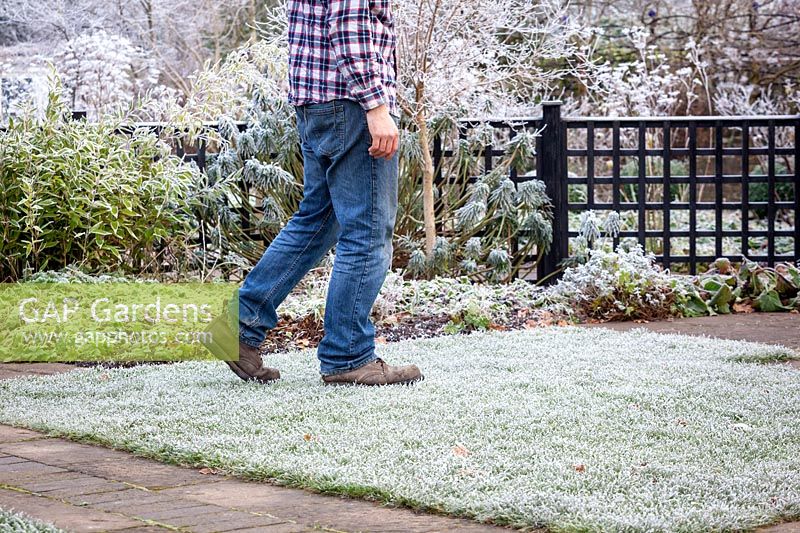 Man walking on a frosted lawn, which can cause damage. 