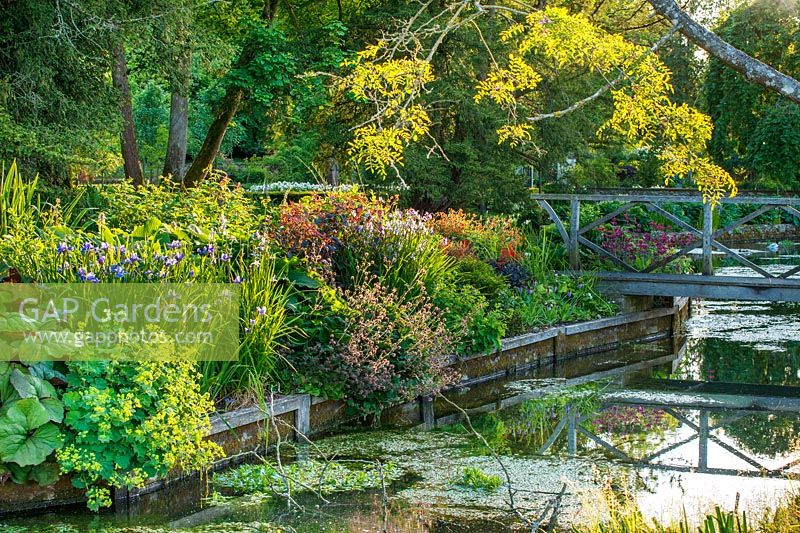 Flowering Perennial border growing in island flowerbed on River Coln alongside wooden footbridge, Ablington manor, Gloucestershire. 