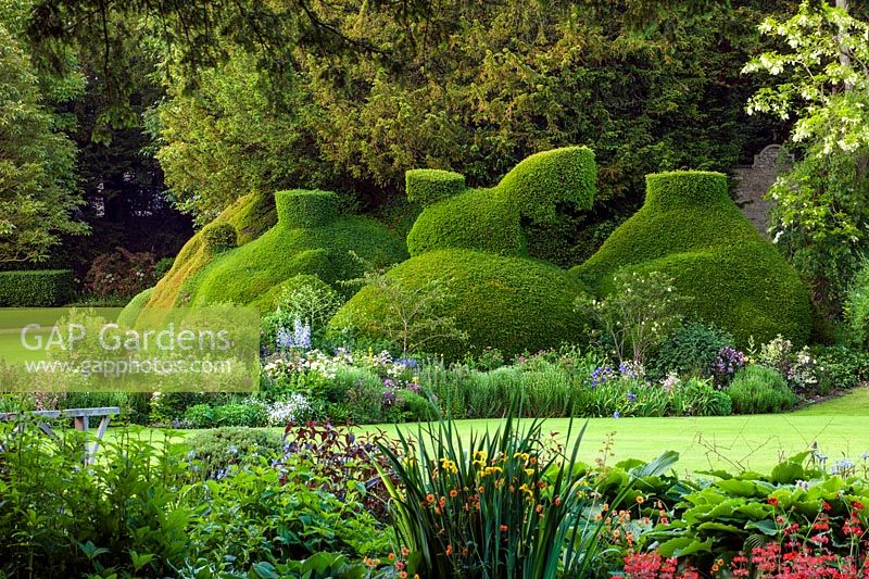 View across lawn to clipped topiary yew - Ablington Manor, Gloucestershire: 