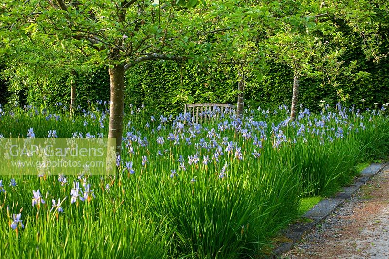 Orchard with apple trees underplanted with Iris sibirica 'Papillon'
 
