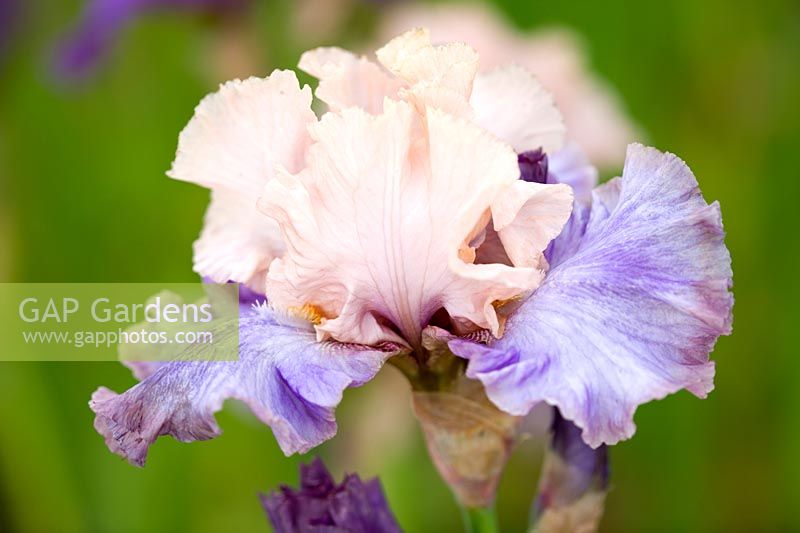 Iris 'Florentine Silk' - bearded iris
