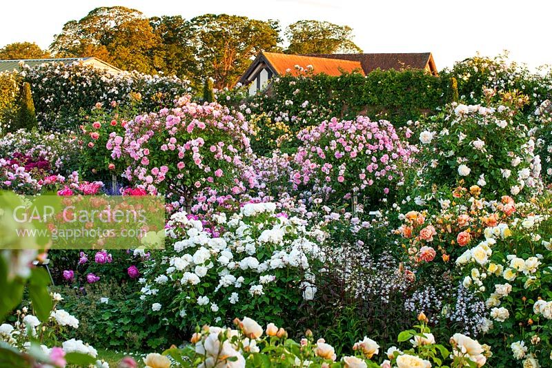 Display of roses in the garden attached to rose nursery
