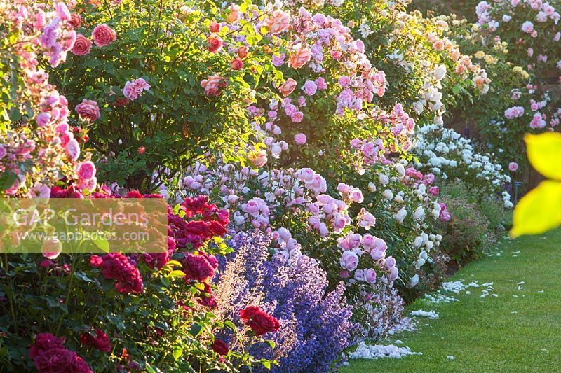 Flower border against a lawn packed with David Austin roses of different heights plus some herbaceous plants
, 
