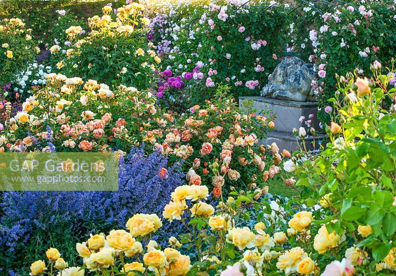 Rosa - David Austin roses in beds alongside blue-flowering perennial
and sculpture of lion