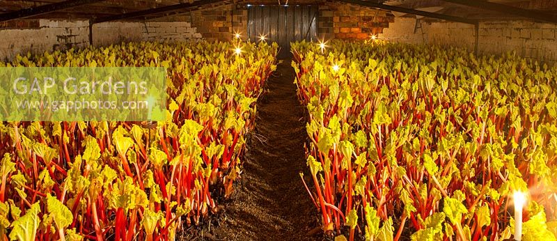 Rheum x hybridum 'Queen Victoria', Rhubarb, growing in a forcing shed, lit by candles. 