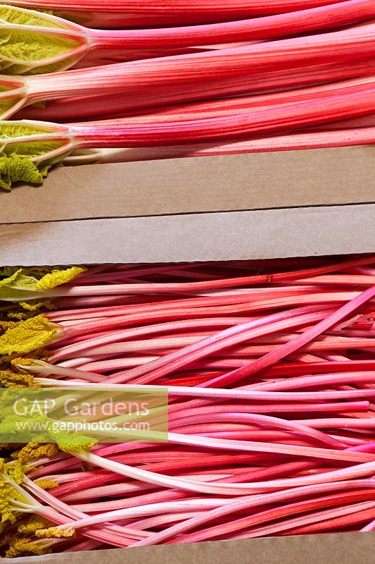 Packed rhubarb stems ready for transport.