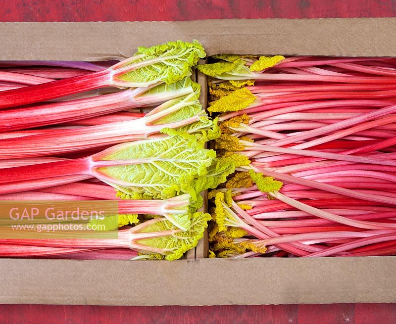Crate of packed rhubarb stems ready for transport.
