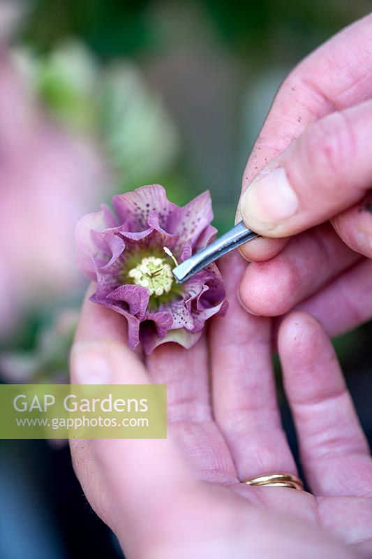Person using tweezers to extract pollen from double purple spotted hellebore. 