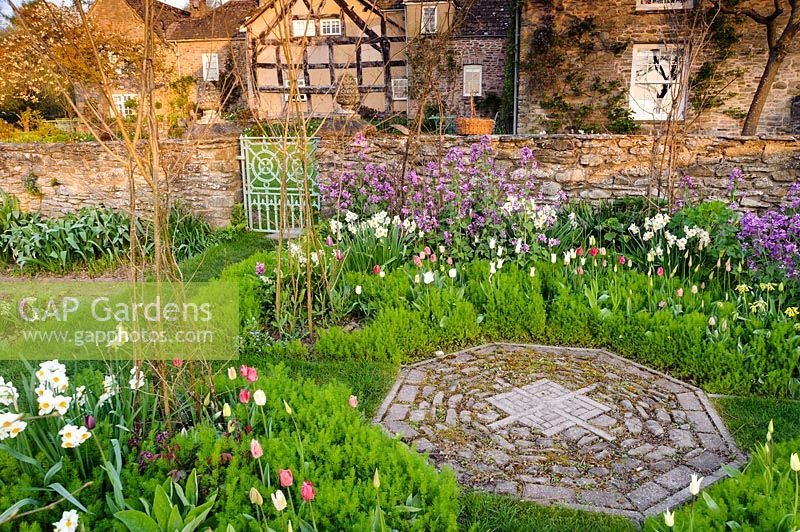 Cutting garden with purple honesty, tulips and Narcissus 'Geranium' Brilley Court Farm, Whitney-on-Wye, Herefordshire