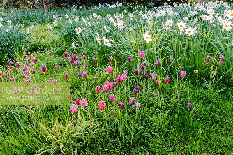 Naturalised Fritillaria meleagris - snakeshead fritillaries and Narcissus poeticus - pheasant's eye narcissi - growing in the grass at Brilley Court Farm, Whitney-on-Wye, Herefordshire, UK. 