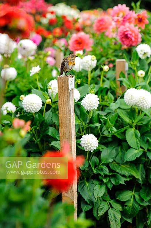 A young robin perches on one of the stakes in the dahlia display field at Varfell Farm near Penzance