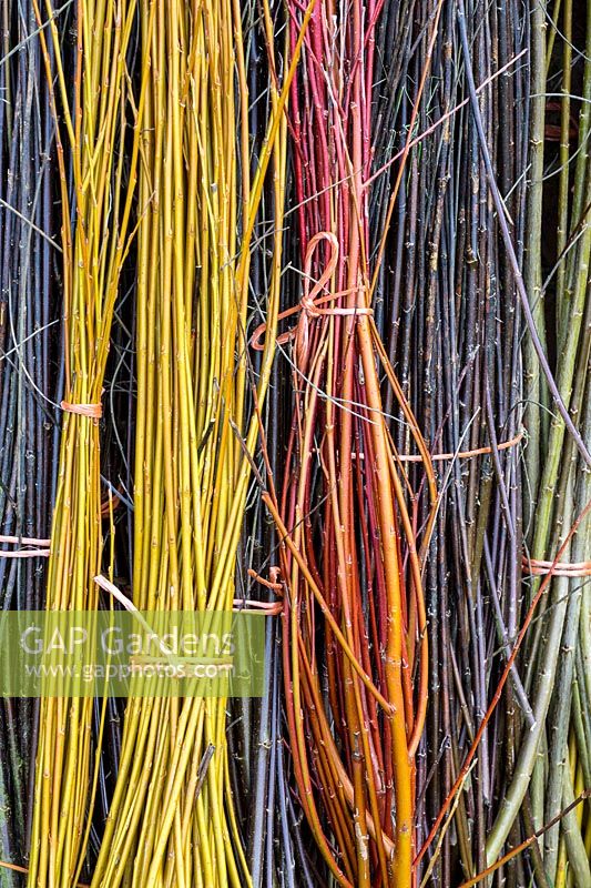 Bunches of coloured willow stems.
