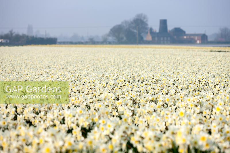 Field of Narcissus ice follies, Lincolnshire 