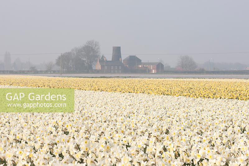 A view of a field of Narcissus 'Ice Follies', Lincolnshire, UK. 