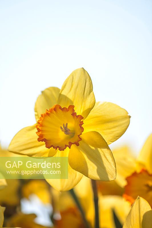 Narcissus 'Orange Crest'- Daffodil