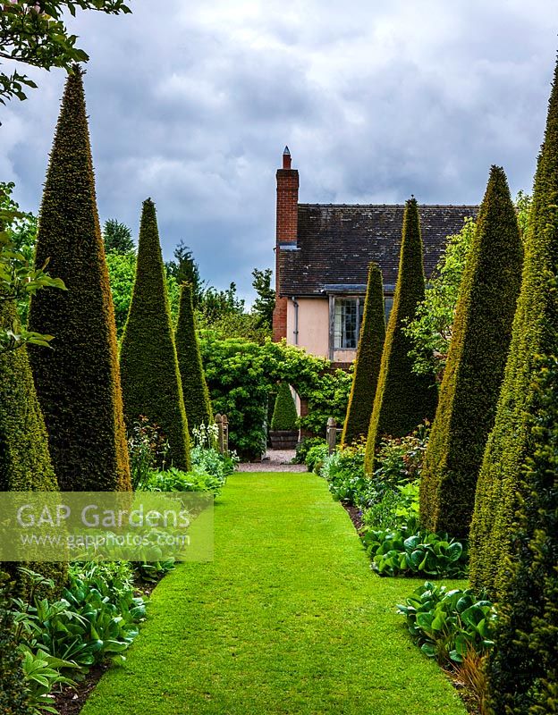 'Pyramid' topiary clipped yew with grass path, Shropshire.