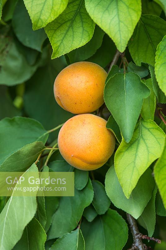 Prunus armeniaca - Apricot 'Moorpark'