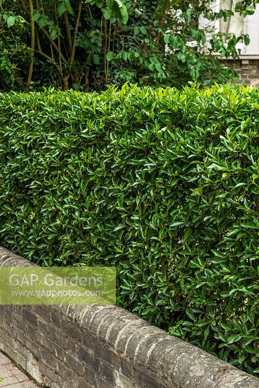 A Euonymus japonicus hedge.