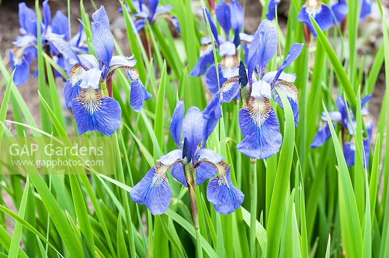 Iris ensata 'Blue Beauty'