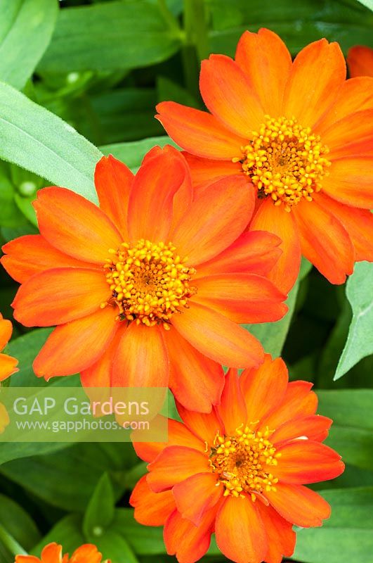 Zinnia marylandica 'Uptown Orange Blossom'