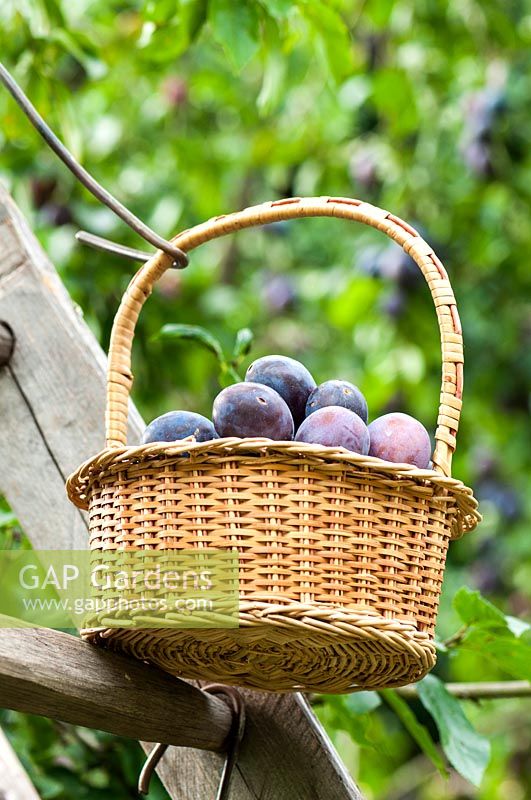 A basket of Prunus domestica Quetsche - damsons 
