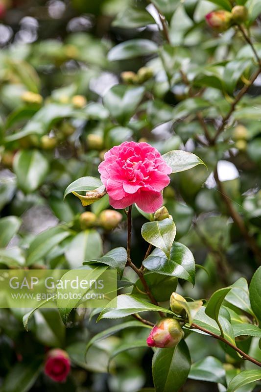 Camellia japonica 'Her Majesty Queen Elizabeth II', Oxfordshire