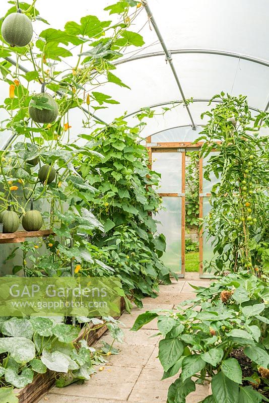 Polytunnel with tomatoes, peppers, squashes and cucumbers