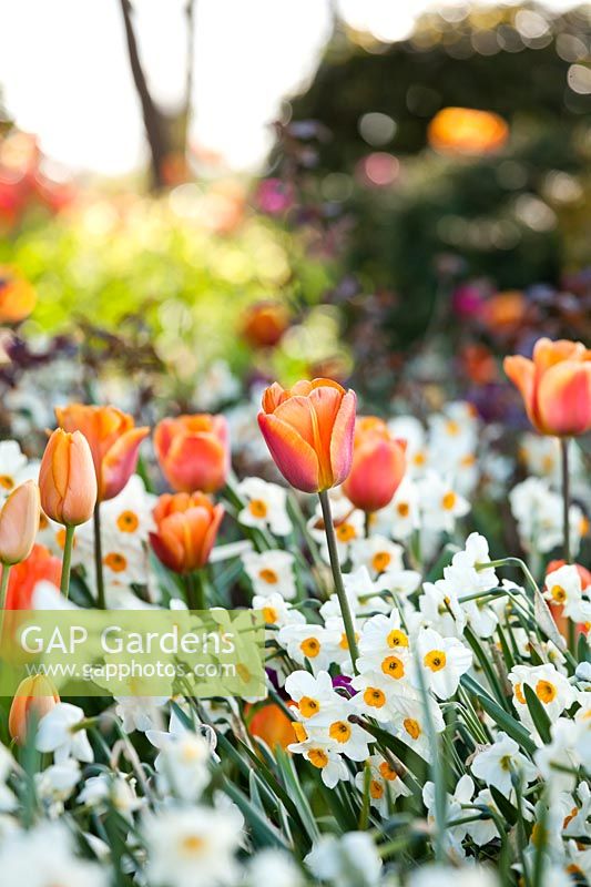 Tulipa 'Prinses Irene' and Narcissus 'Geranium'