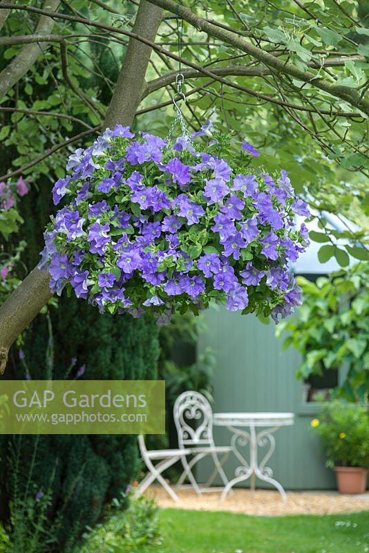 A hanging basket of Petunia 'Fanfare Sky Blue' hanging from tree. 