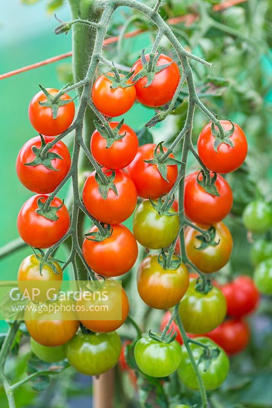 Solanum lycopersicum - Tomato 'Super Suncherry' F1