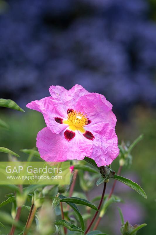 Cistus x purpureus - purple-flowered rock rose