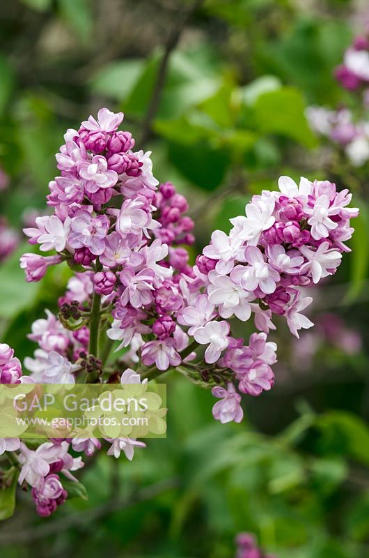 Syringa vulgaris 'Belle de Nancy' - Lilac 