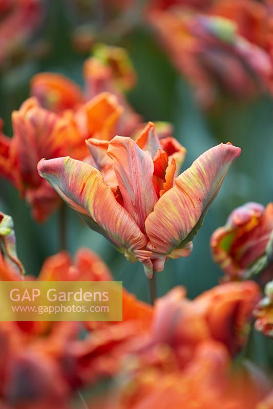 Tulipa Blumex