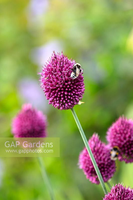 Allium sphaerocephalon with bee