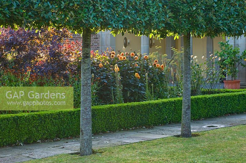 View of Buxus edged flowering beds through Quercus ilex - Holm Oak - stilt hedging.
